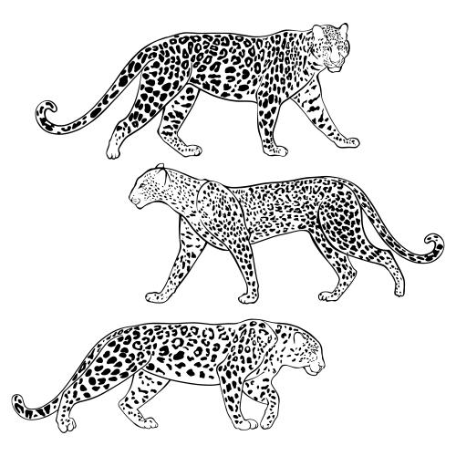 Leopard. Vector three leopards
