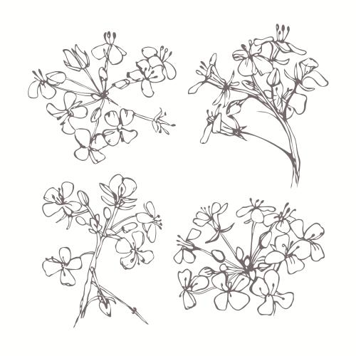 Vector image field flowers four isolated elements on white sketch