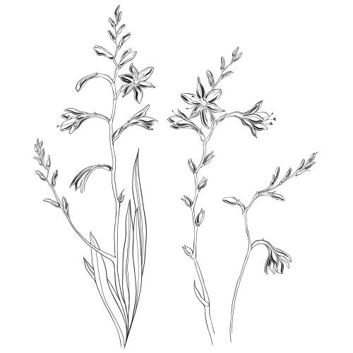 Montbretia. Vector montbrezia, three variants on white