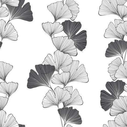 Ginkgo biloba. Vector ginkgo biloba, contours and silhouettes on white