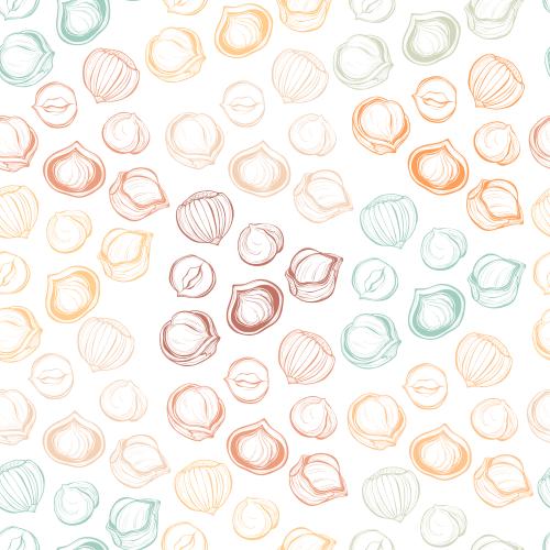 Hazelnut. Vector multicolored hazelnuts on white