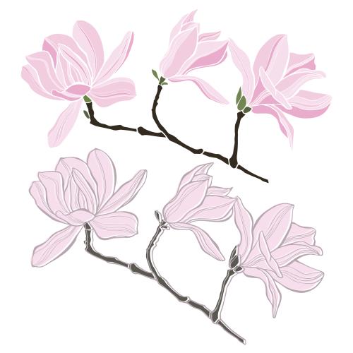 Magnolia. Vector magnolias on white, two isolated variants