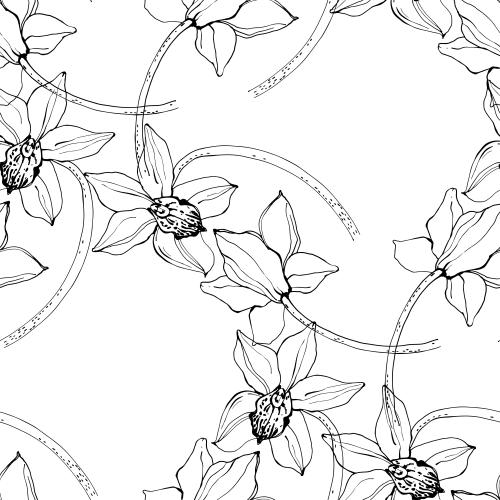 Orchid. Vector flowers orchids on white