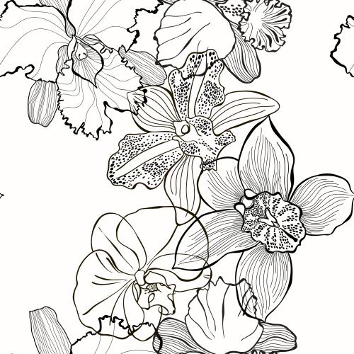 Orchid. Vector black contours on white orchids
