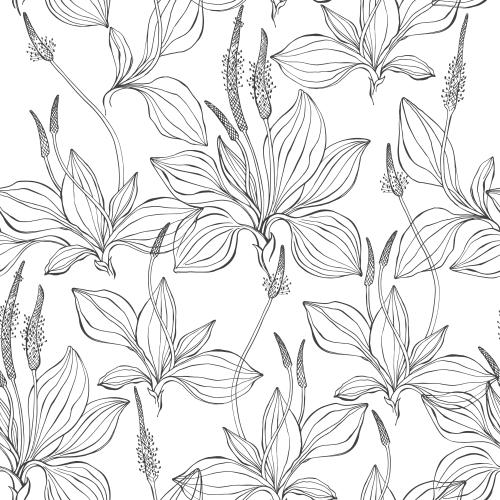 Plantain. Vector plantain, black contours on white