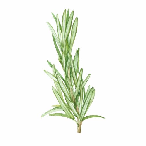 Rosemary. Vector watercolor rosemary branch on white