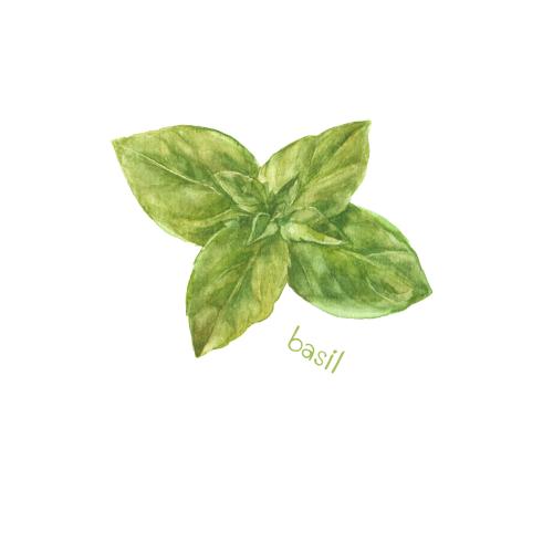Basil. Vector watercolor green basil on white