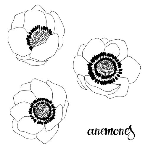 Anemone. Vector anemones, three flowers on white