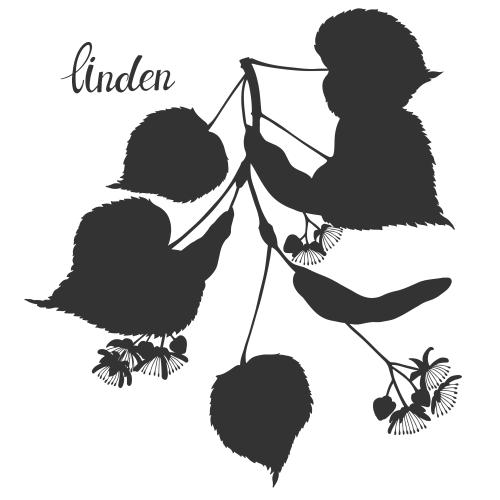 Linden. Vector linden branch silhouette on white