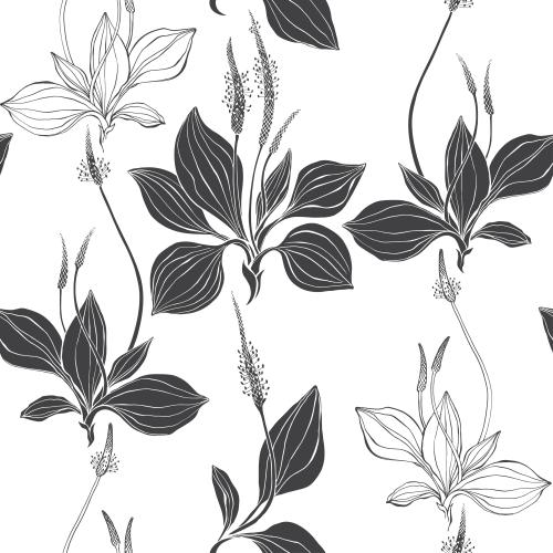 Plantain. Vector plantain black outlines and silhouettes on white
