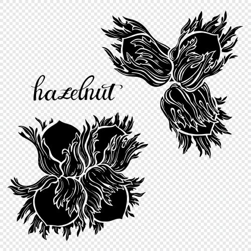 Vector for tableware Printing hazelnut, black silhouettes of forest nuts