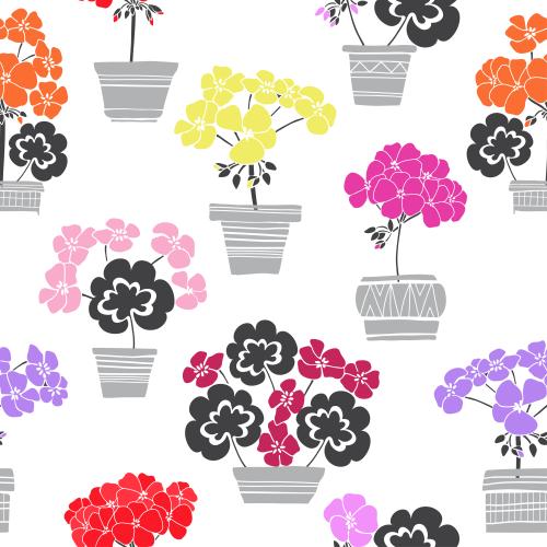 Geranium. Vector geranium with multicolored flowers in monochrome pots on white