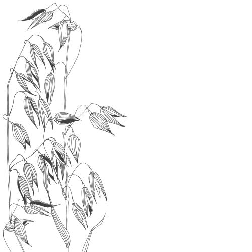 Oats. Vector oats ears and space for text on white