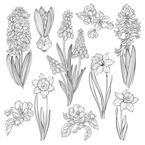 Apple tree. Vector spring flowers: muscaris, hyacinths, daffodils and apple blossoms on white