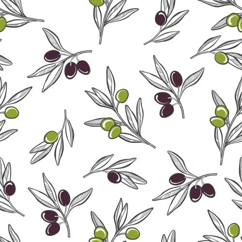 Olivaceous. Vector olives and olive fruits on white