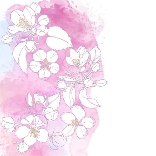 Bud. Vector apple blossom flowers on watercolor space for text on white