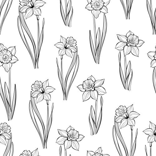 Daffodil. Vector daffodils contour images on white
