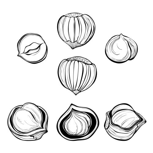 Hazelnut. Vector hazelnuts, kernels in the shell and without on white