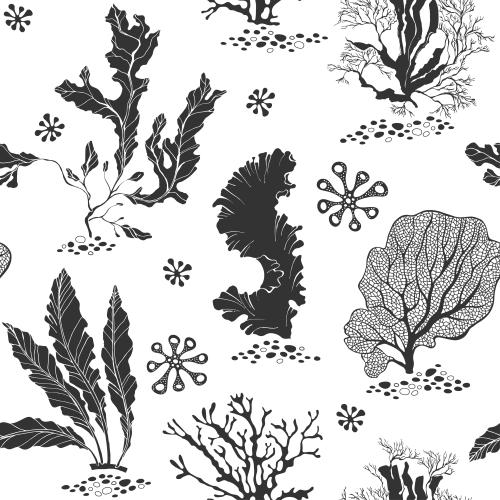 Seaweed. Vector sea seaweed, corals, black silhouettes on white