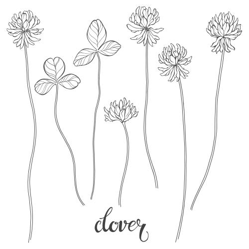 Vector image clover, flowers and leaves, black outlines on white