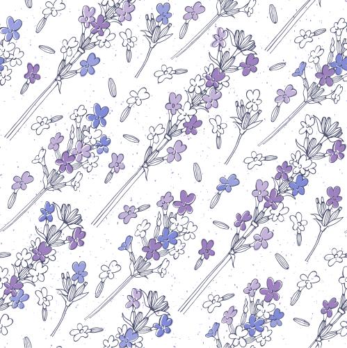 Lavender. Vector lavender on white