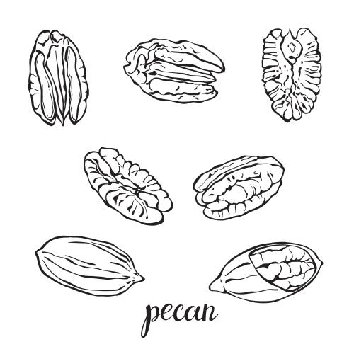 Nut. Vector pecan, nuts on white