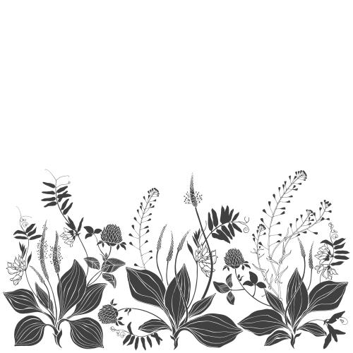 Vector image plantain shepherd's purse clover field flowers text area on white