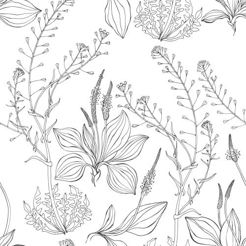 Plantain. Vector plantain and shepherd's bag on white