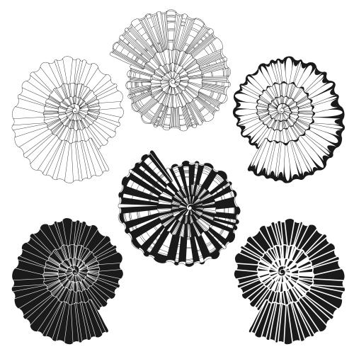 Illustration shells on white six options