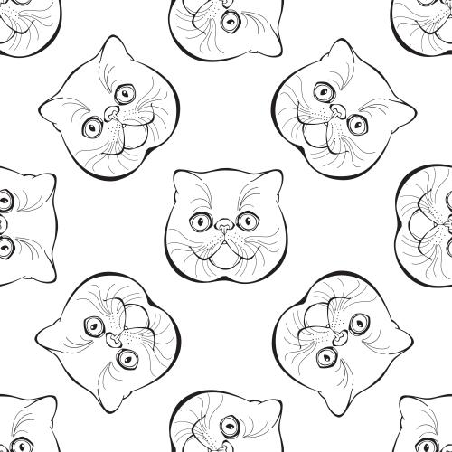 Exotic cat. Vector exotic cats cute faces on white