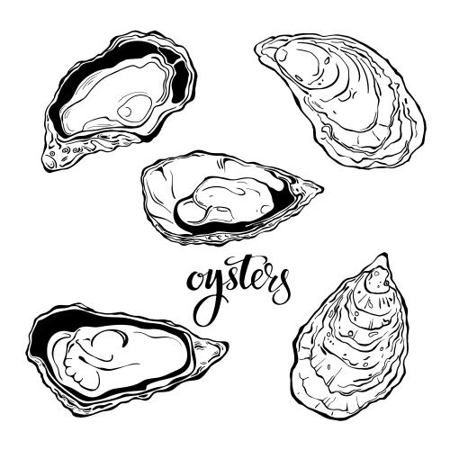 Oyster. Vector oysters, five options on white