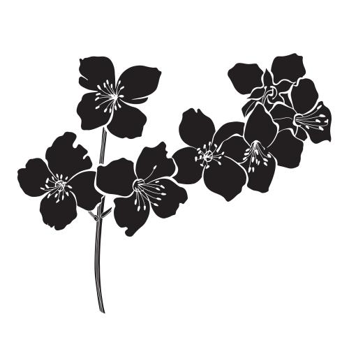 Jasmine. Vector jasmine silhouette of a blooming branch on white