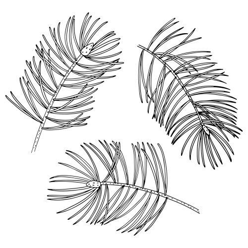 Pine. Vector coniferous branches on white