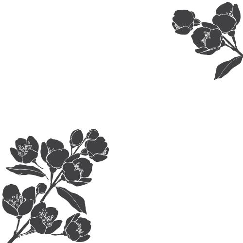Jasmine. Vector blooming jasmine branches, space for text on white, corner composition