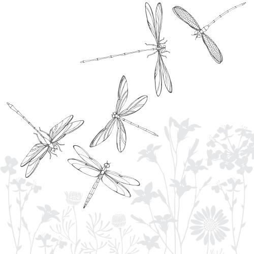Dragonfly. Vector dragonflies gray silhouettes of field flowers on white