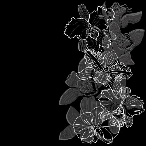 Orchid. Vector orchids contours and silhouettes space for text on black