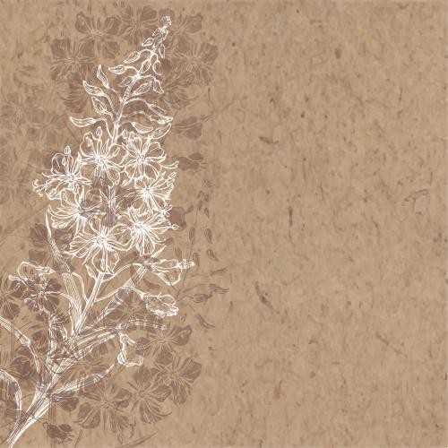 Fireweed. Vector kips, ivan's tea, silhouettes and contour, place for text on craft