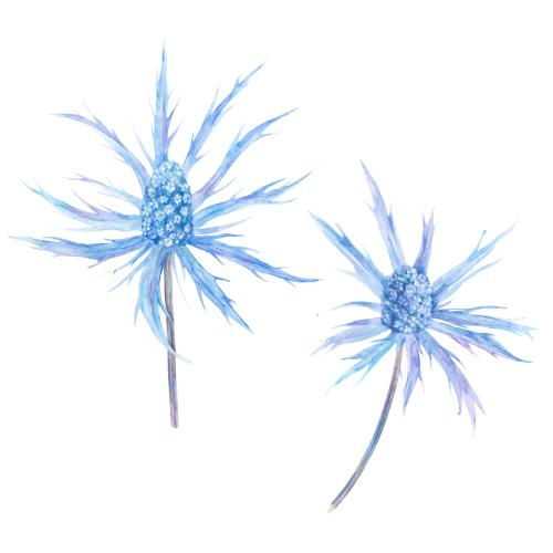Raster image bluehead, two watercolor flowers on white