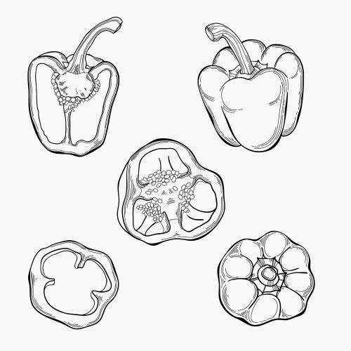 Pepper. Vector bulgarian pepper, isolated elements on white