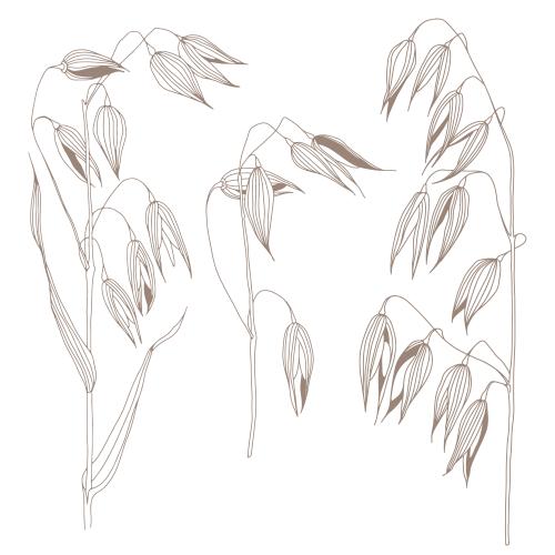 Vector image oats ears on white