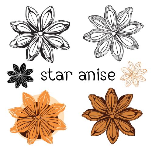 Anise. Vector anise stars isolated variants of star anise on white