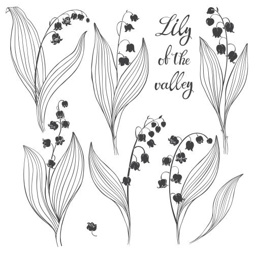 Lily-of-the-valley. Vector lily of the valley, variations on white