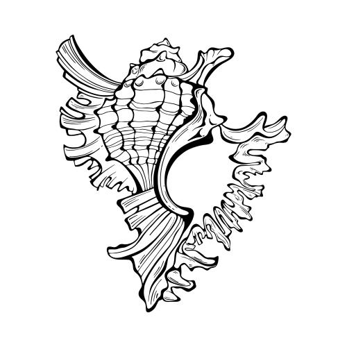 Vector image shell on white