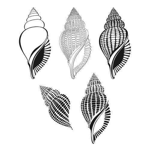 Illustration shells on white, five variants