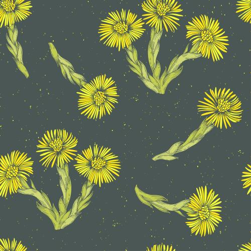 Coltsfoot. Vector flowers of mother-and-stepmother, colorful silhouettes on dark gray