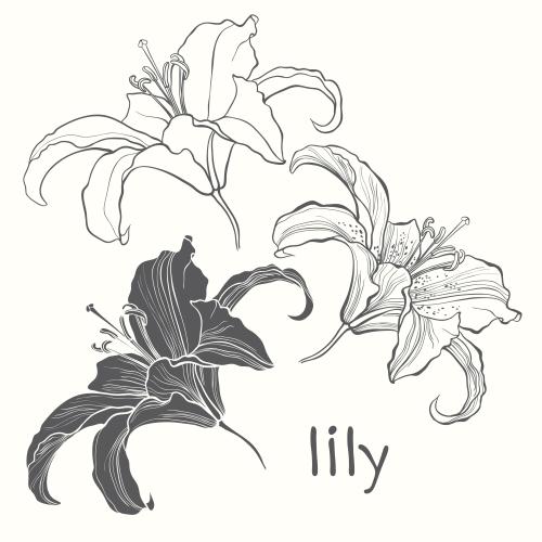 Lily. Vector flowers lilies, contours and silhouette, isolated elements on white