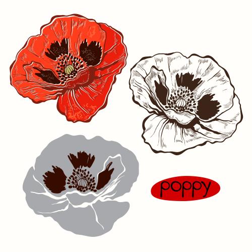 Poppy. Vector poppies contour and silhouettes on white