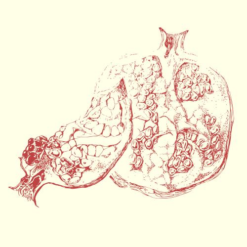 Pomegranate. Vector pomegranate, fruit sketch on light