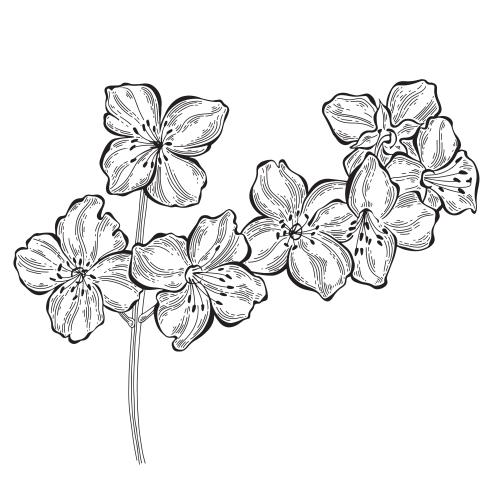 Jasmine. Vector jasmine blooming branch on white
