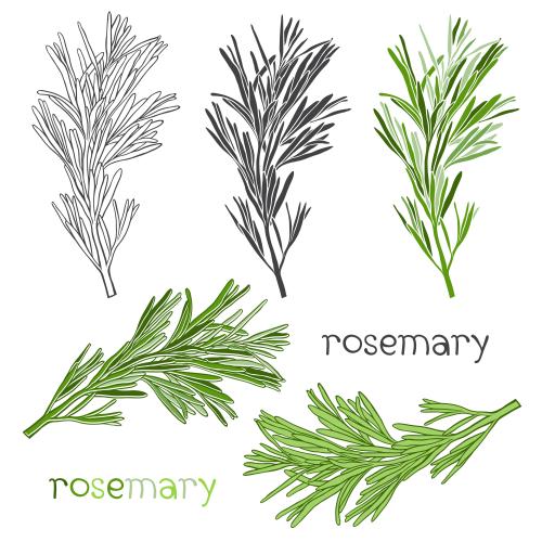 Rosemary. Vector rosemary branches on white, five different options